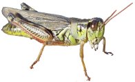 Grasshopper