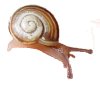 Snail