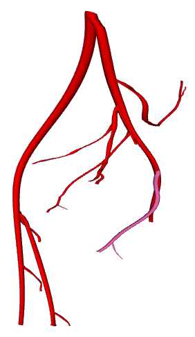 Pelvic arteries