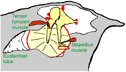 Human ear from inside