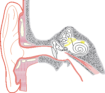 Diagram of ear