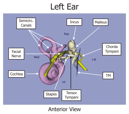 Inner and middle ear