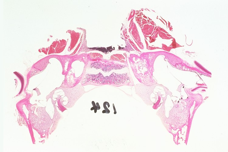 Cat histology: ears