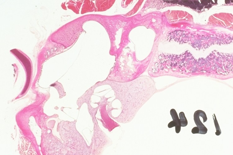 Cat histology: middle ear