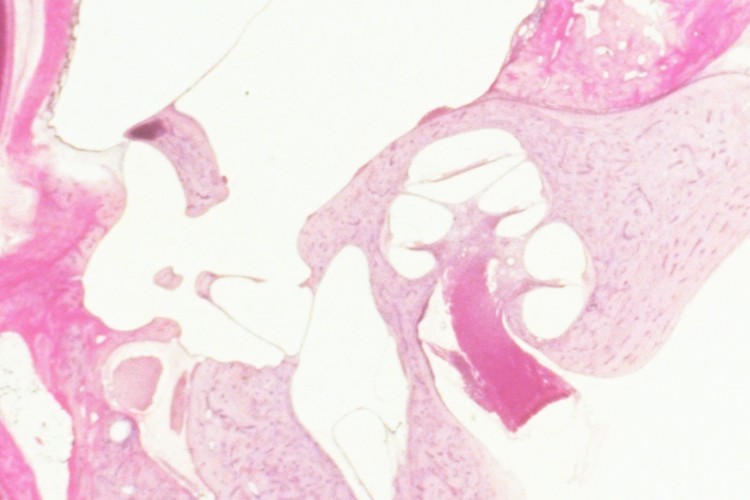 Cat histology: ossicles