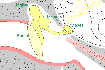 Human middle ear, frontal view