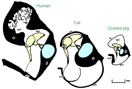 Schematic of middle-ear transformer