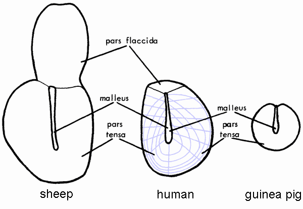 eardrum fibre organization