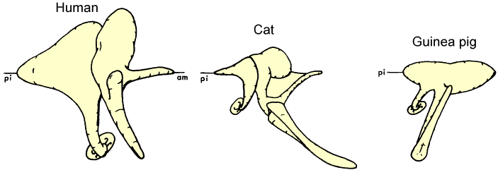 human, cat, g.p. ossicles