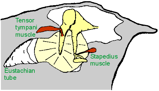 Human middle ear, medial view