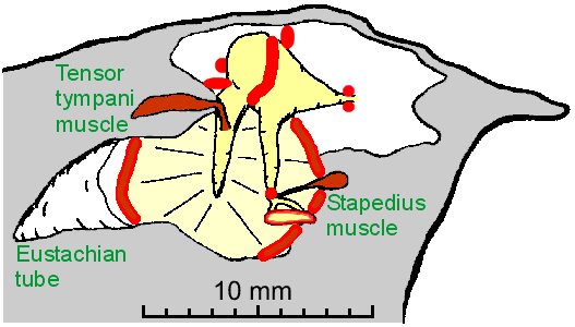 Human middle ear, medial view