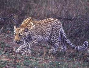 leopard stalking