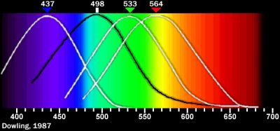 Sensitivity of
rods and cones