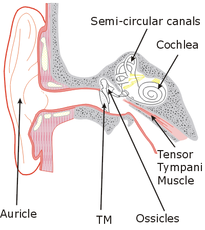 external ear