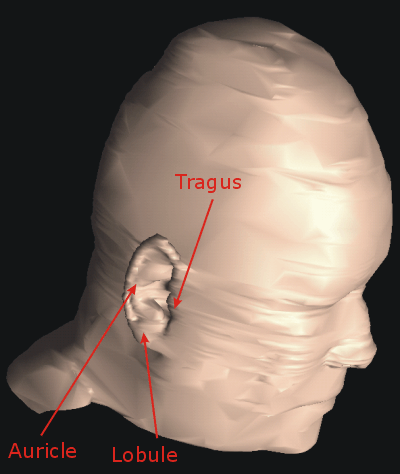 External ear (VRML model)