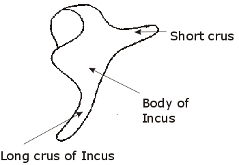 incus